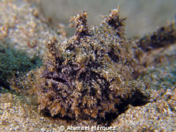 Triated Frogfish, Crast Boat, Aguadilla, P.R. by Abimael Márquez 